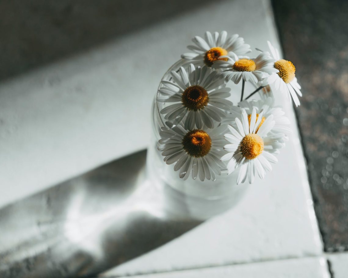 white daisies in clear glass vase